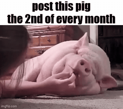 A Woman Is Petting A Pig That Is Laying On The Floor With The Words `` Post This Pig The 2Nd Of Every Month '' . GIF