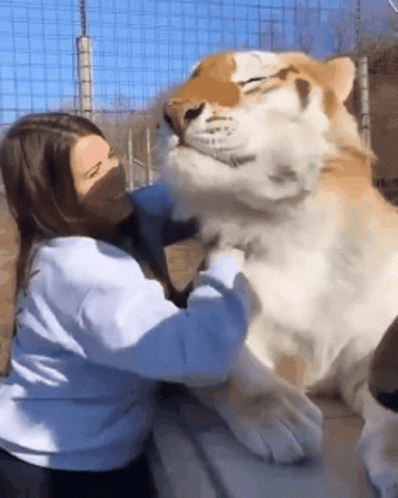A Woman Is Petting A Tiger In A Cage While Wearing A Mask GIF