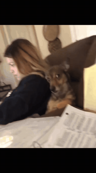 A Woman Is Sitting At A Desk With A Dog Laying On Her Lap GIF