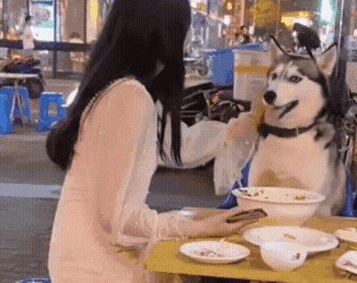 A Woman Is Sitting At A Table With A Husky Dog On Her Lap GIF