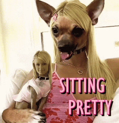 A Woman Is Sitting On A Couch Holding A Small Dog And The Words Sitting Pretty Are On The Bottom GIF