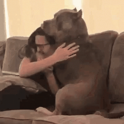 A Woman Is Sitting On A Couch With A Large Dog On Her Lap . GIF