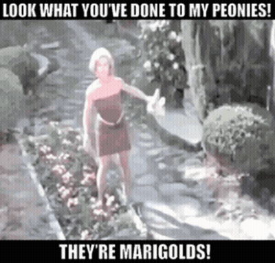 A Woman Is Standing In A Garden With A Caption That Says Look What You 'Ve Done GIF