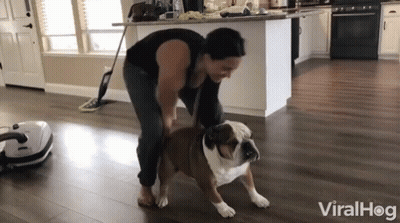 A Woman Is Standing Next To A Bulldog In A Living Room With The Words Viralhog On The Bottom GIF