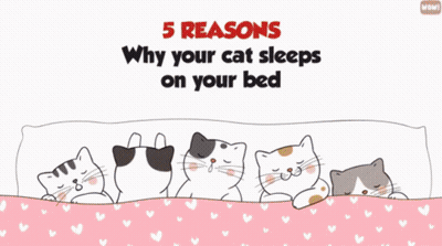 A Woman Laying In Bed With A Cat And The Words " Your Body Heat Is Alluring " Above Her GIF