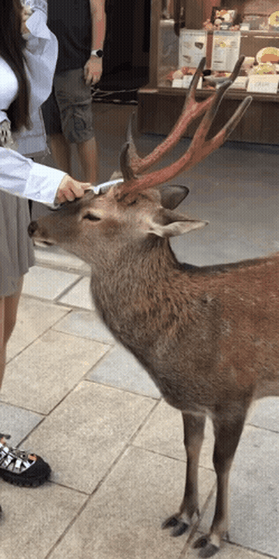A Woman Petting A Deer On A Sidewalk In Front Of A Shop GIF