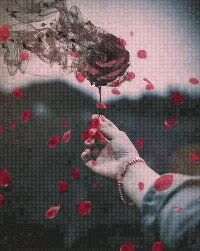 A Woman 'S Hand Holding A Rose With Petals Falling Around It GIF