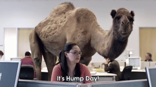 A Woman Sits At A Desk With A Camel Standing Behind Her And The Words It 'S Hump Day Below Her GIF