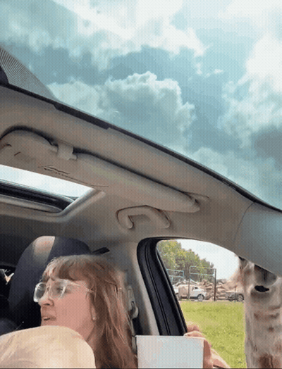 A Woman Sitting In A Car With A Giraffe Sticking Its Head Out The Window GIF