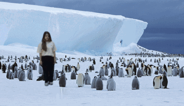 A Woman Stands In A Field Of Penguins In Front Of A Large Iceberg GIF