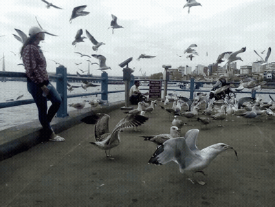 A Woman Stands On A Pier Surrounded By Seagulls And A Sign That Says " No Parking " GIF