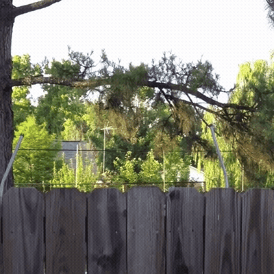 A Wooden Fence Is Surrounded By Trees And A House GIF