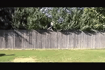 A Wooden Fence Is Surrounded By Trees In A Backyard GIF