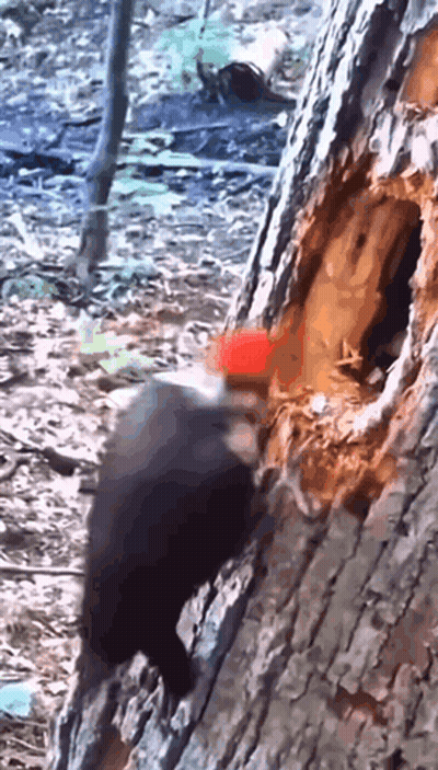 A Woodpecker With A Red Beak Is Standing Next To A Tree Trunk GIF