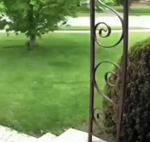A Wrought Iron Fence Is Open To A Lush Green Yard . GIF