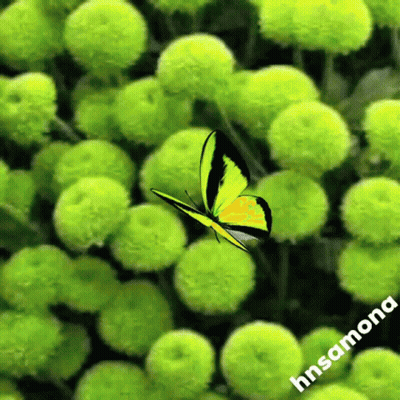A Yellow And Black Butterfly Is Flying Over Green Flowers GIF