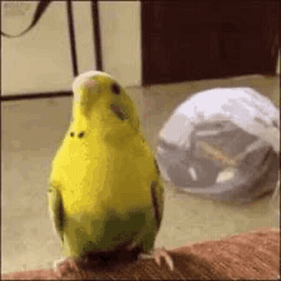 A Yellow And Green Parakeet Is Standing On A Carpet Next To A Turtle . GIF