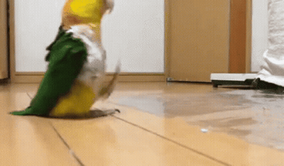 A Yellow And Green Parrot Is Sitting On A Wooden Floor . GIF