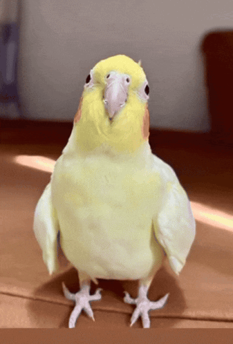 A Yellow And White Bird Standing On A Wooden Floor Looking At The Camera GIF