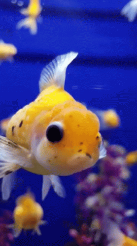 A Yellow And White Fish With Big Eyes Is Swimming In A Tank GIF