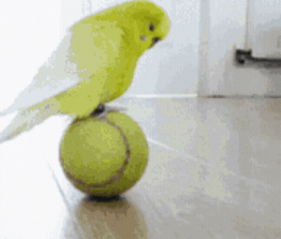 A Yellow Bird Is Balancing On A Tennis Ball On The Floor GIF