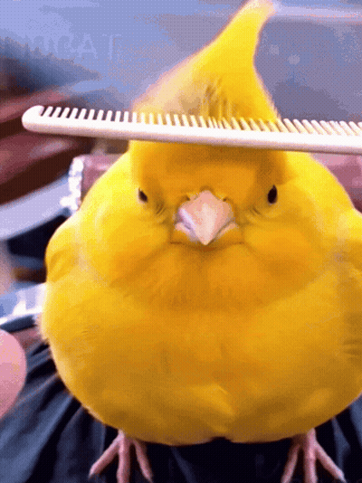 A Yellow Bird Is Being Combed By A Person GIF
