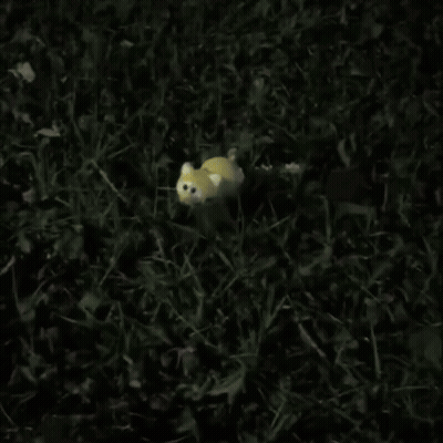 A Yellow Cat Is Laying In The Grass With The Words " But Next Time Lemonpy Won 'T Be So Lucky " GIF