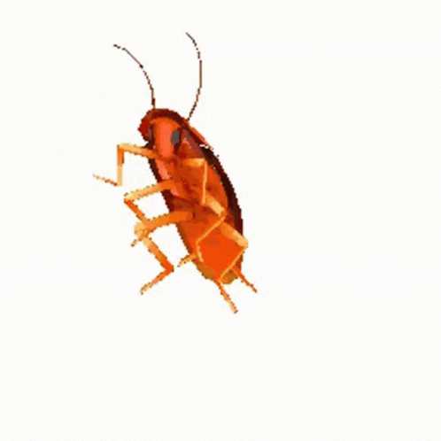 A Yellow Cockroach Is Sitting On A White Background . GIF