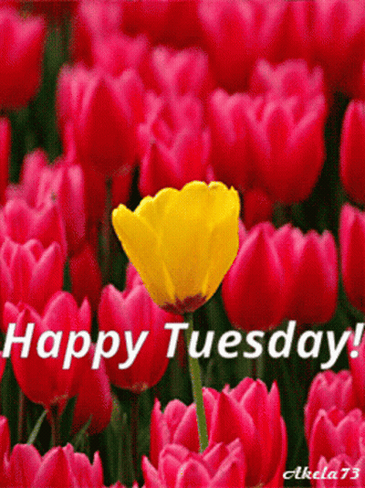 A Yellow Flower In A Field Of Pink Flowers With The Words Happy Tuesday Written Below It GIF