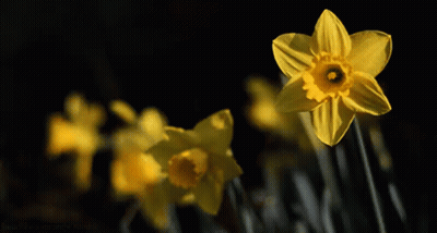 A Yellow Flower With A Black Background And A Yellow Center GIF