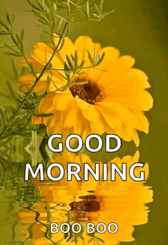 A Yellow Flower With The Words Good Morning Boo Boo Written On It GIF