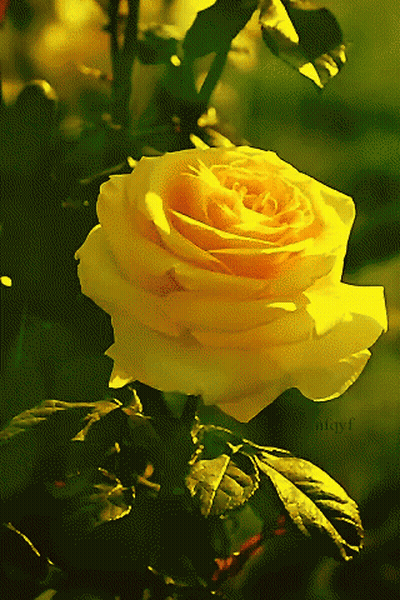 A Yellow Rose Is Surrounded By Green Leaves And Has The Name Aditya Written Below It GIF