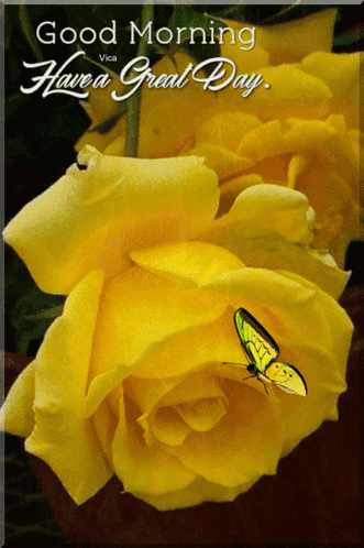 A Yellow Rose With A Butterfly On It And The Words Good Morning Have A Great Day On The Bottom GIF