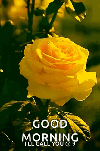 A Yellow Rose With The Words " Good Morning I 'Ll Call You " Below It GIF