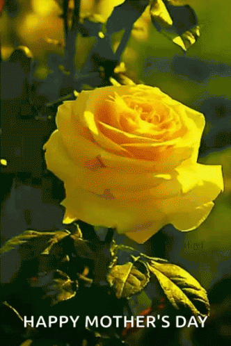 A Yellow Rose With The Words Happy Mother 'S Day Written Below It GIF
