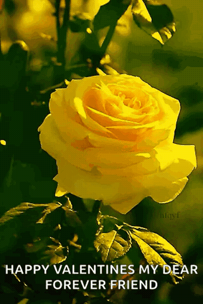 A Yellow Rose With The Words Happy Valentines My Dear Forever Friend Written Below It GIF