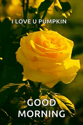 A Yellow Rose With The Words " I Love U Pumpkin " On It GIF