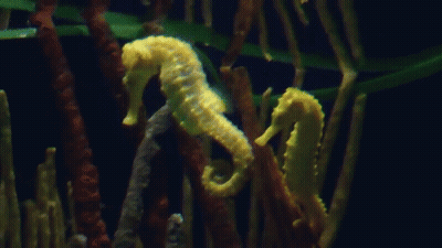A Yellow Seahorse Is Swimming In A Tank With Other Seahorses GIF