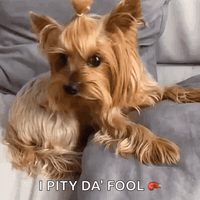 A Yorkshire Terrier Is Laying On A Couch With The Words I Pity Da Fool Below It GIF