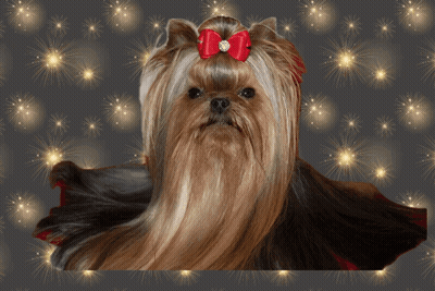 A Yorkshire Terrier With A Red Bow Is On A Happy New Year Greeting Card GIF