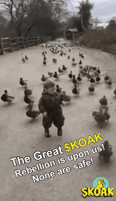 A Young Boy Is Running In Front Of A Flock Of Ducks . GIF