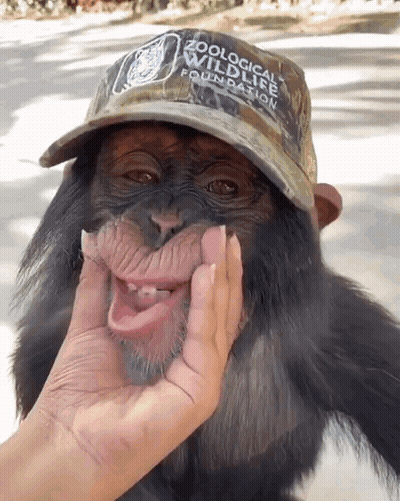 A Zoological Wildlife Foundation Hat Is On A Monkey GIF