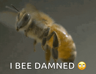 Abelha My Honest Reaction GIF