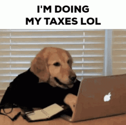 Accountant Dog I'm Doing My Taxes Lol GIF
