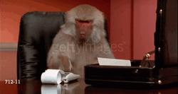 Accountant Monkey Solving In Calculator GIF