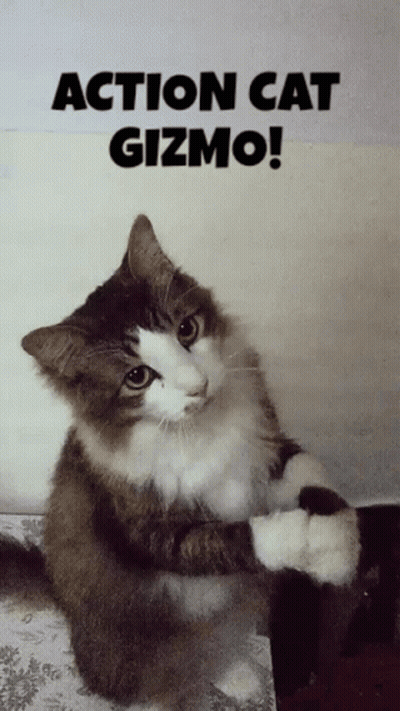 Action Cat Gizmo GIF