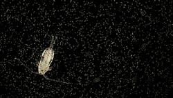 Actual Plankton In The Sea GIF