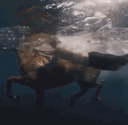 Adam Driver Swimming With Horse