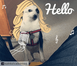 Adele Song Hello It's Me GIF