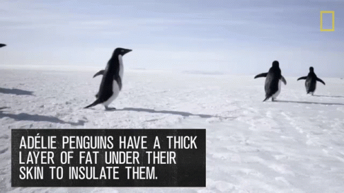 Adelie Penguins Have A Thick Later Of Fat To Insulate Them Continent7 GIF